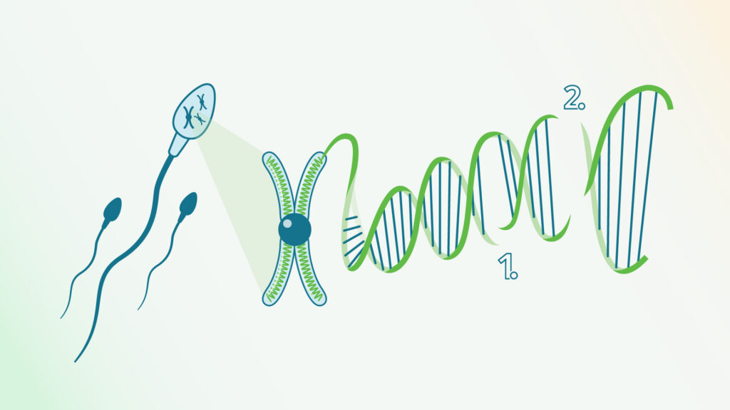 spermie chromozome structure web 02 GYNCARE