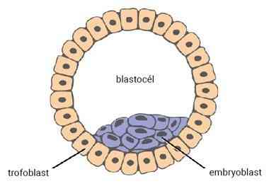 Štruktúra blastocysty a jej časti